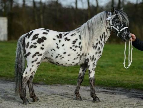 44 Best Argentinas Falabella Minature Horses Images On Pinterest