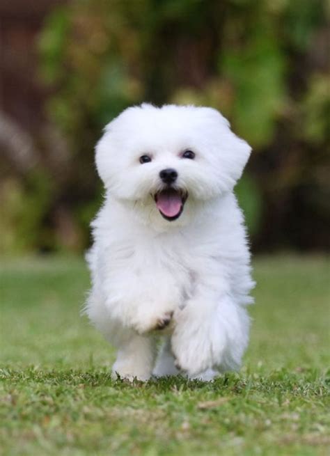 50 Of The Best White Dog Names And Their Meanings Doggie