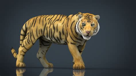 View In 3d Tiger 3d Model Tiger 3 Cgtrader Scrolling Down Will