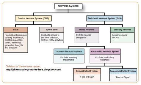 Create A Concept Map Summarizing The Nervous System Its Function And