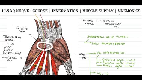 The Branches Of The Ulnar Nerve Innervating The Triceps Brachii Muscle