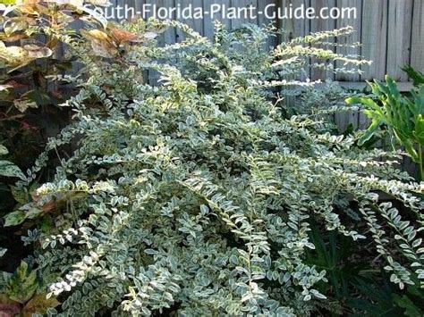 These can be temporary (a stand of corn, tomato towers, bean tepees, a single angelica plant), or permanent (berry bushes, a small apple cordon). variegated variety sinensis in 2020 | Florida plants ...