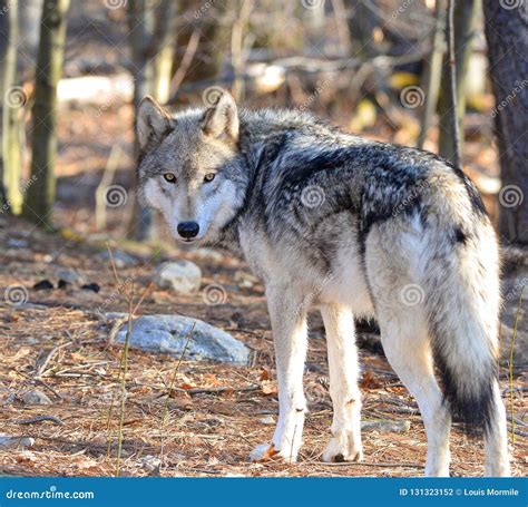 Timber Wolf Canis Lupus In The Wild Stock Photo Image Of Predator