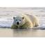 Polar Bears Could Be Extinct By 2100 Climate Change To Blame  Science