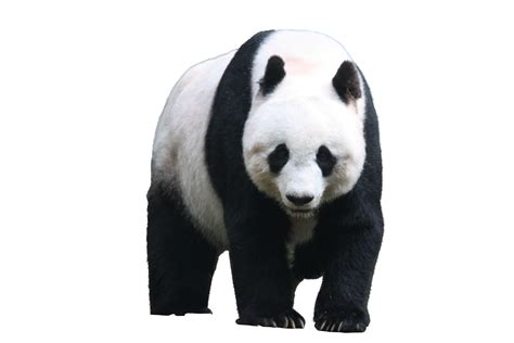 Panda Png