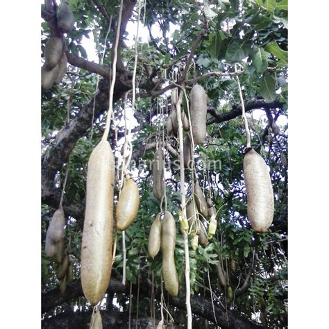 Buy Kigelia Africana Sausage Tree With Canarius