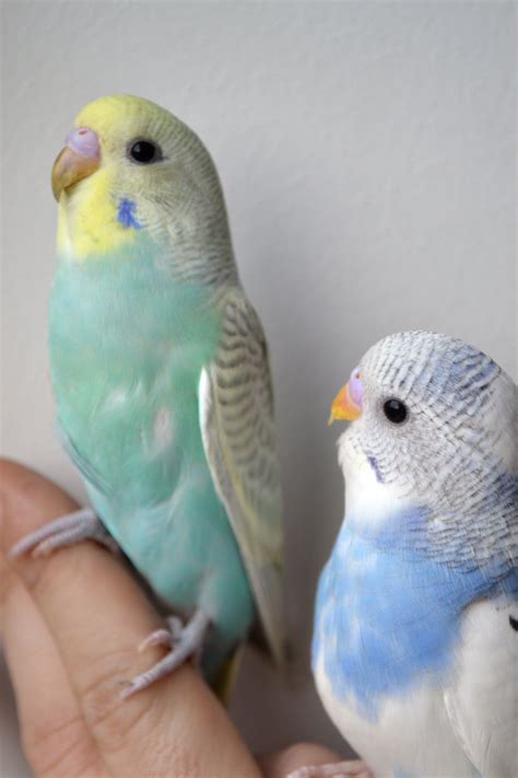 Two Cutest Baby Budgies Kaks Imearmsat Isast Viirpapagoi Tibu Animals