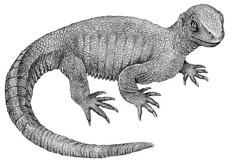 Pappochelys is an extinct genus of diapsid reptile closely related to turtles. Палеонтологи описали остеосаркому у жившей 240 миллионов ...