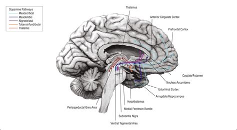 The Role Of Dopamine In The Pathophysiology Of Depression Depressive