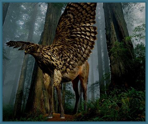 Hippogriff Patronus Wallpapers On Wallpaperdog