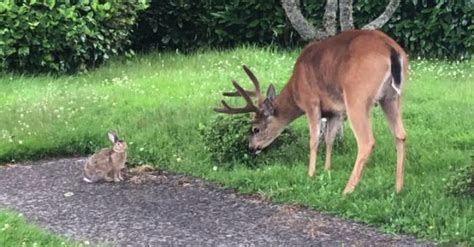 Deer And Rabbit Frolic Together In The Garden Sharedots