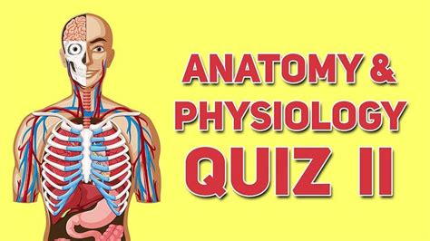 Anatomy And Physiology Quiz Part Ii