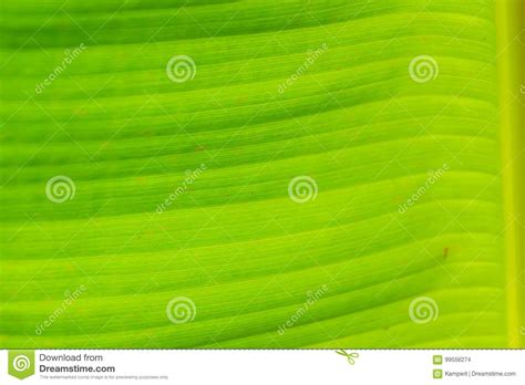 Green Leaf Pattern Of Banana Tree For Background Colorful Exotic