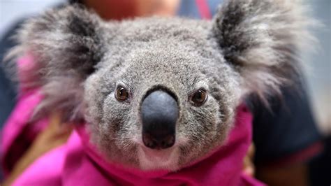 australian bushfires massage therapist launches national garage sale for wildlife the cairns post
