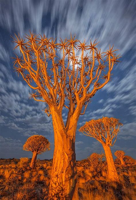 The Nicest Pictures Quiver Tree Forest Namibia