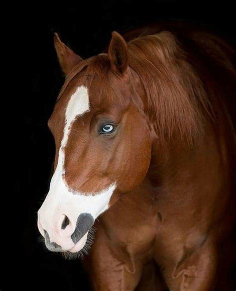 Pin By Just For You Prophetic Art On Horses Horses Pretty Horses