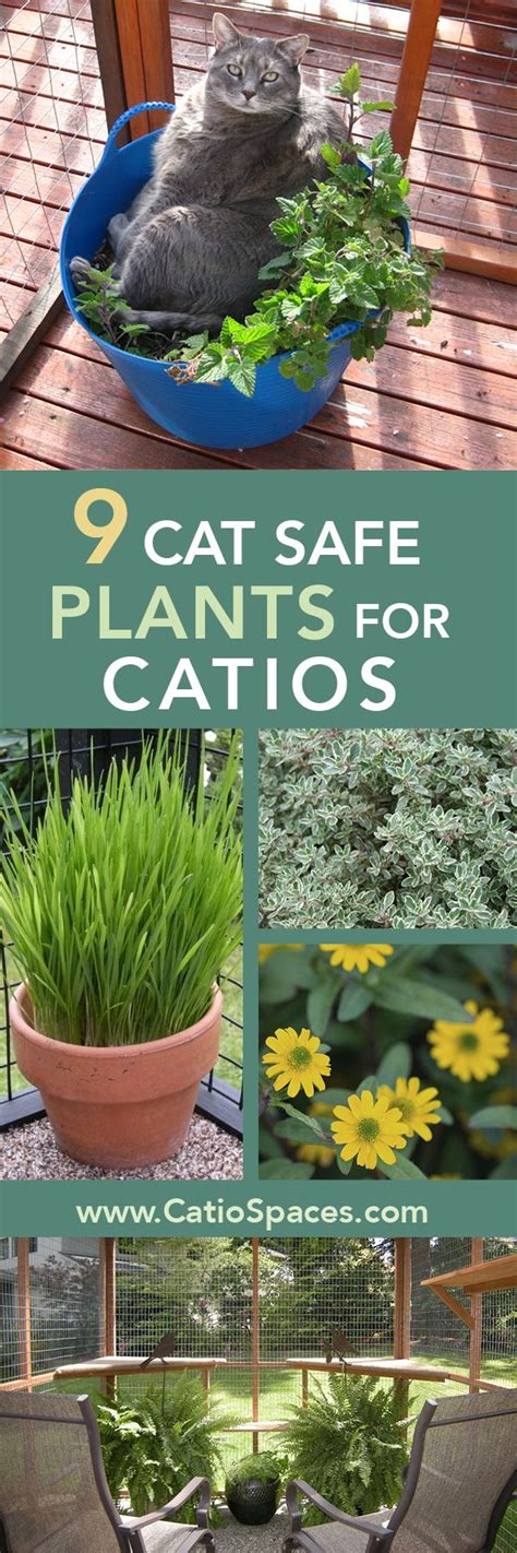 Ditch The Daffodils Consider These Cat Pleasing Plants For Your Catio