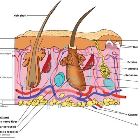 Schematic Representation Of Different Layers Of Skin Reprinted With