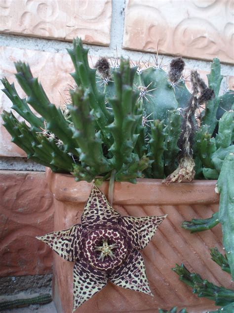 Cactus Star Flower Green Life Star Flower Fungi Cactus Succulents