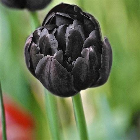 Black Tulips Flowers Wallpapers Tulips Flowers Black Tulip Flowers