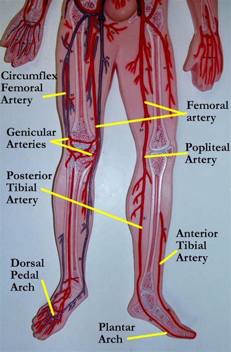 Diagram Of Leg Veins