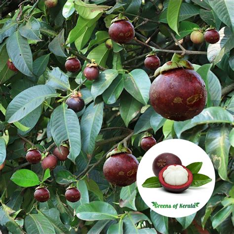 Buy Mangosteen Seedling Fruit Plant Online Greens Of Kerala