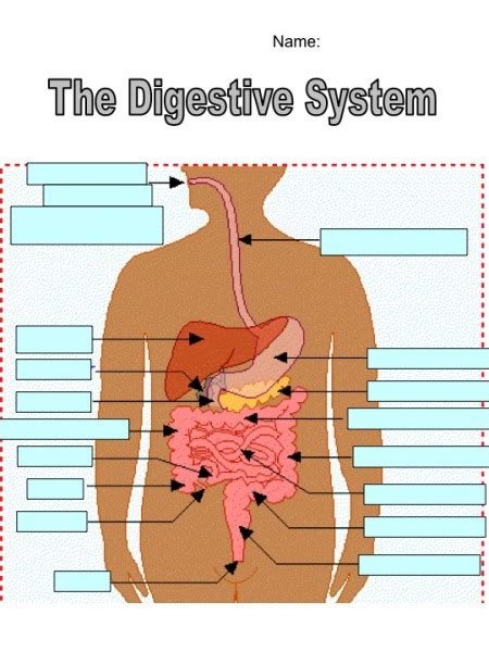 Digestive System Diagram 101 Diagrams