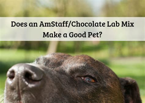 Are American Staffordshire Terrierlab Mixes Good Pets