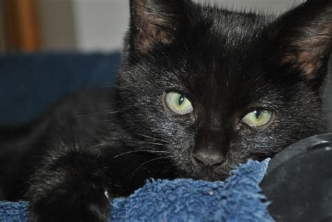 Meet adoptable cats and kittens from your community, lovingly cared for right. ~Tails from the Foster Kittens~: Black Cat Appreciation Day