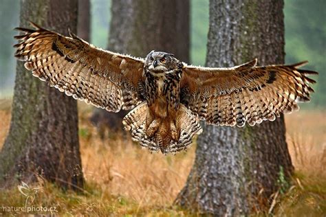 Download Flying Owl Wallpaper By Miguelhamilton Owl Flying