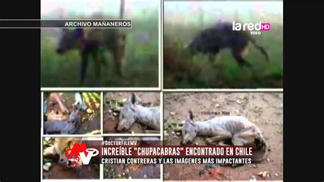 Impactante Chupacabras Encontrado En Chile Youtube