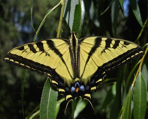 Western Tiger Swallowtail Butterfly Of The Earth