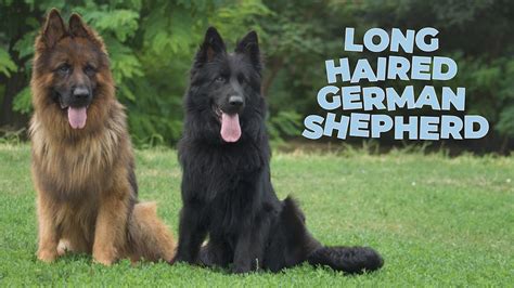 Long Haired German Shepherd Dog Breed Information 101 Youtube