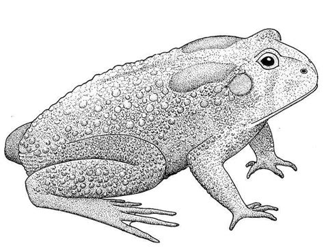 Diagram Labeled Diagram Of Toad Mydiagramonline