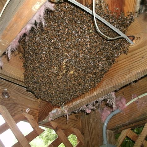 Honey Bee Removal Southeast Bee Removal