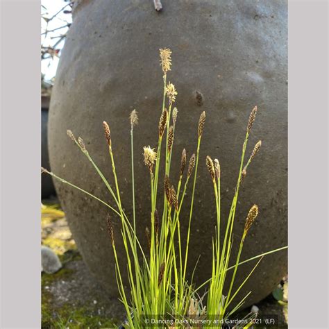 Carex Pensylvanica Straw Hat Pennsylvania Sedge Dancing Oaks