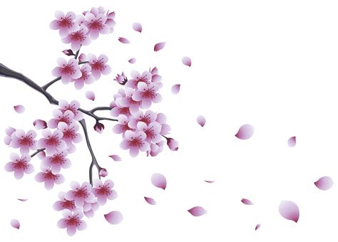 Cherry Blossom Branch Clip Art Clip Art Library