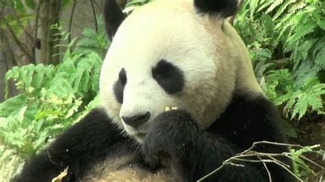 Two Giant Pandas At Singapore Zoo January 2013 Youtube