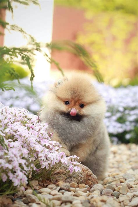 Pin By Bridget Rosener On Pomeranian Cute Animals Dog Friends Crazy