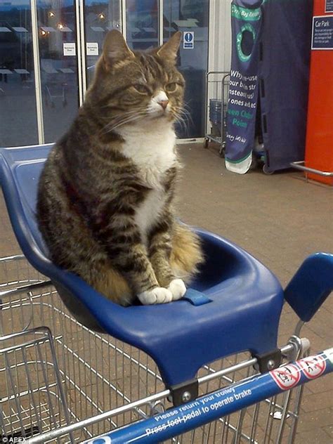 I wondered, can cats eat mango or is mango toxic for cats? Tesco cat Mango who lived at Tiverton, Devon store feared ...