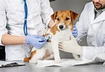 7 Signs of Rocky Mountain Spotted Fever in Dogs | PetMD