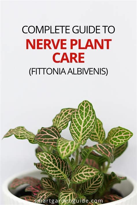 Nerve Plant Care How To Grow Fittonia Plants Smart Garden Guide
