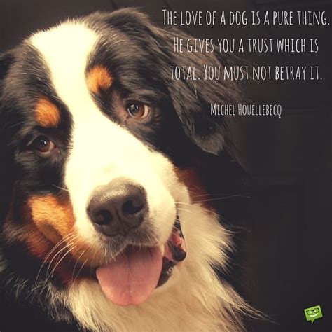 20 Dog Quotes For People Who Love Dogs
