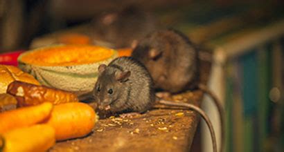 How much does orkin cost for mice? MICE CONTROL | GB Pest Control | Pest Control Specialists ...