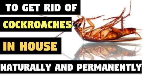 They can enter the house through small crevices and drain pipes. How To Get Rid of Cockroaches In House Naturally and ...