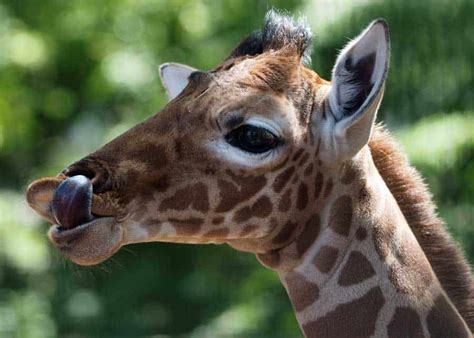 9 giraffe tongue facts color length 4 features storyteller travel