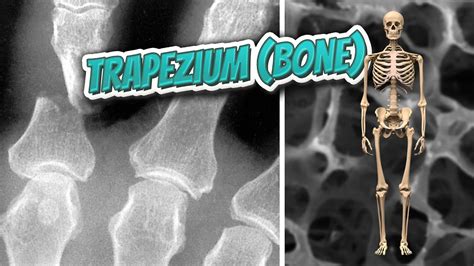 Trapezium Bone 🦴 Everything Human Anatomy Bones 🦴 Youtube