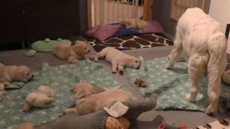 Mama Dog Teaches A Lesson In Patience To Her Puppies Watch Trending