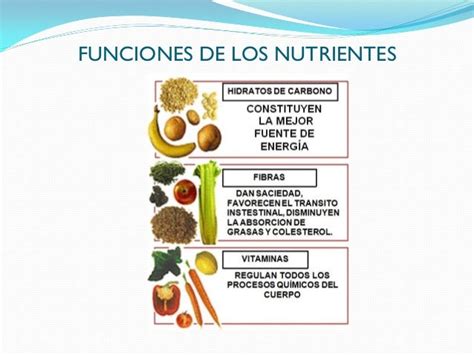 Clasificacion De Los Nutrientes Segun Su Funcion En El Organismo Images
