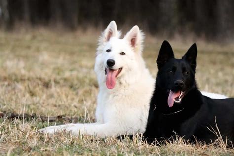 White German Shepherd Puppies For Sale In Michigan Pets Lovers